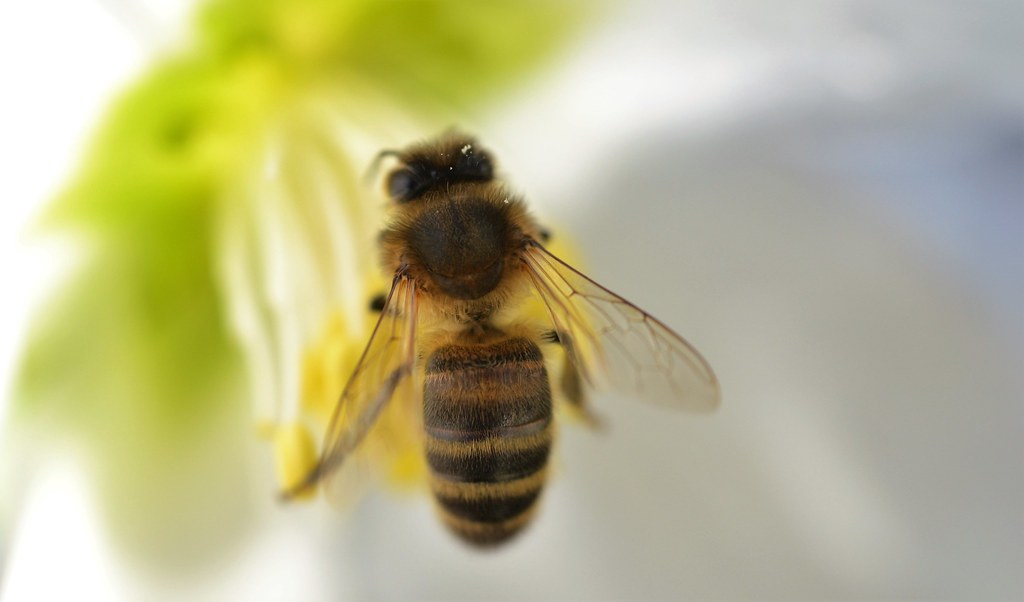 What This Means for Our Understanding of Nature (image credits: flickr)