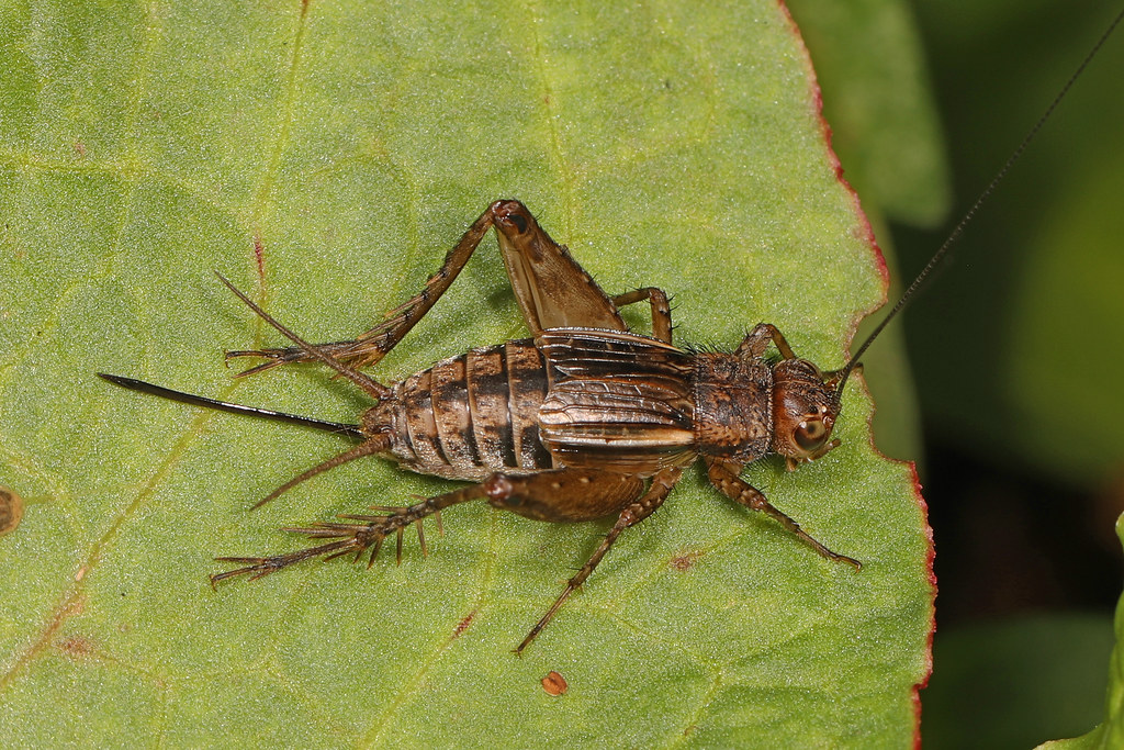 The Economics of Bug Farming (image credits: flickr)