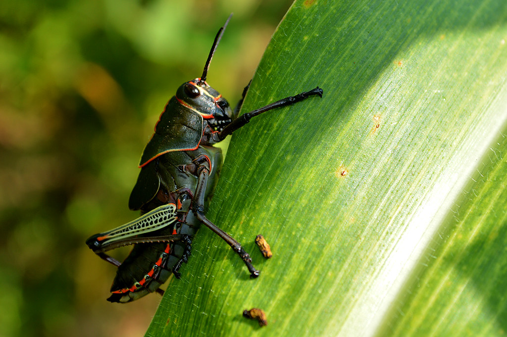 The Role of Insects in Food Security (image credits: flickr)