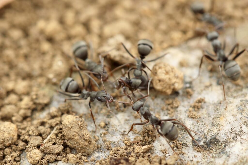 Social Structures in Ants vs Humans – Insect Hive