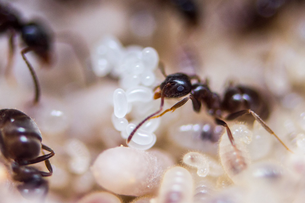 Reproduction and Family Structure (image credits: flickr)