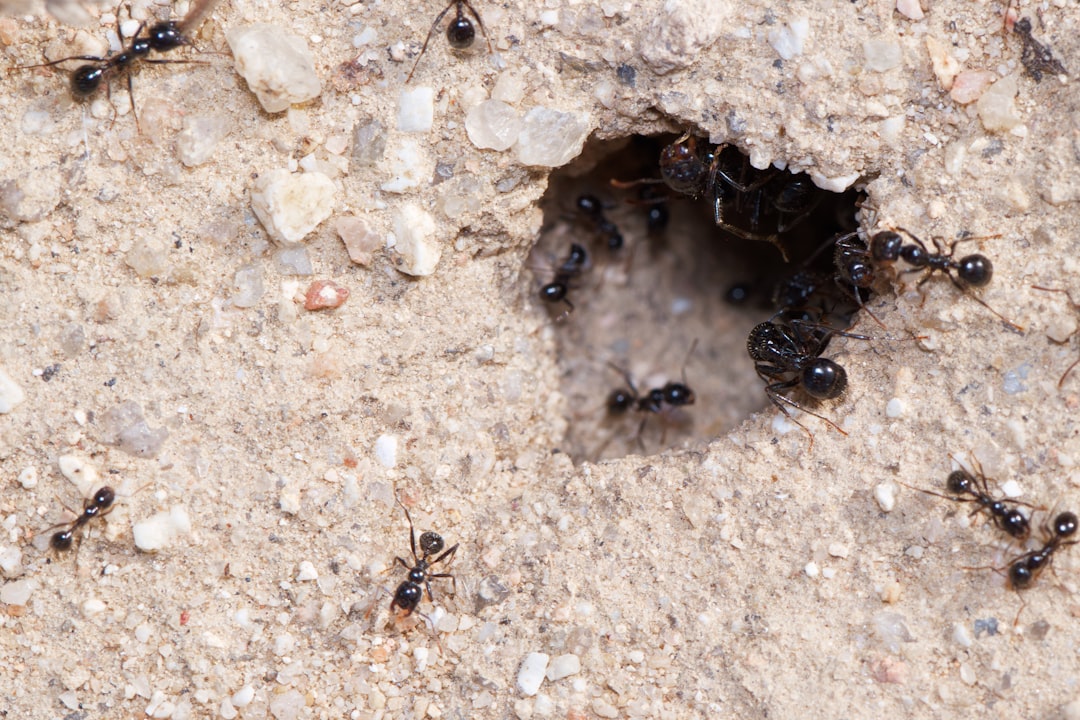Aging and Death (image credits: unsplash)