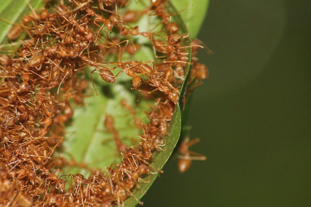 Social Structures in Ants vs Humans – Insect Hive