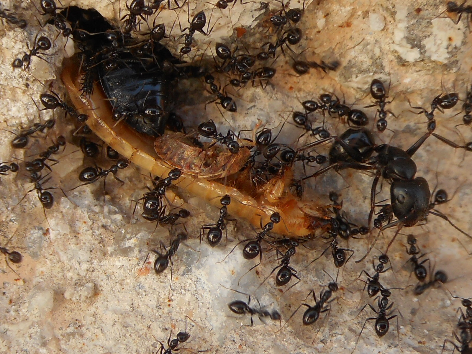 Lessons for Human Society (image credits: By Ianisvichos, CC BY-SA 4.0, https://commons.wikimedia.org/w/index.php?curid=45345729)