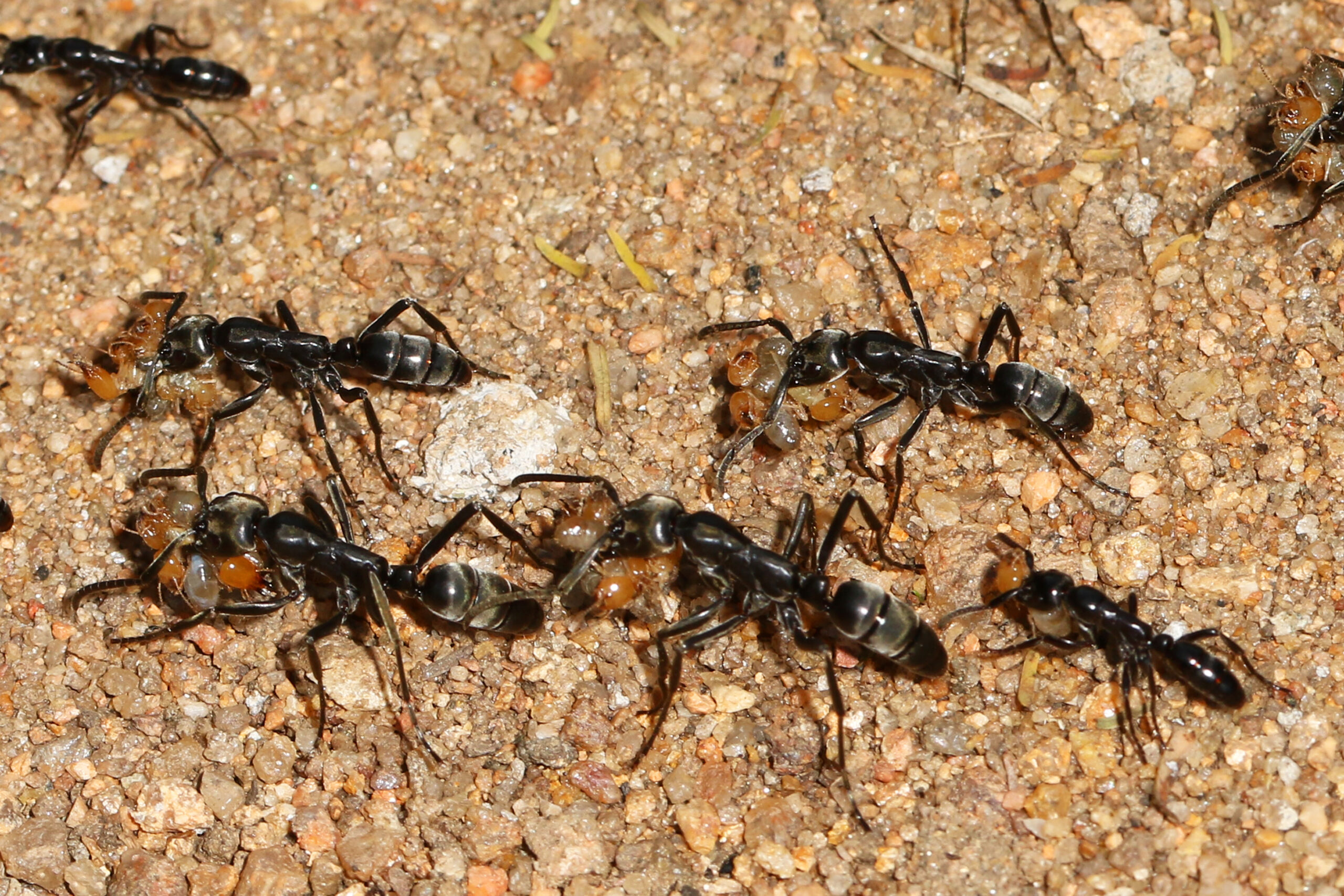 Conclusion (image credits: Matabele Ants - Megaponera analis, Gorongosa National Park, Mozambique, CC BY 2.0, https://commons.wikimedia.org/w/index.php?curid=75664906)