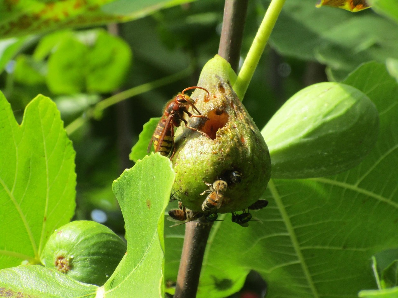 Why the Fig Welcomes Its Invader (image credits: pixabay)