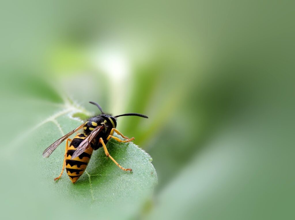 The Wasp That Lays Eggs in Fig Trees, and Why the Fig Doesn't Mind
