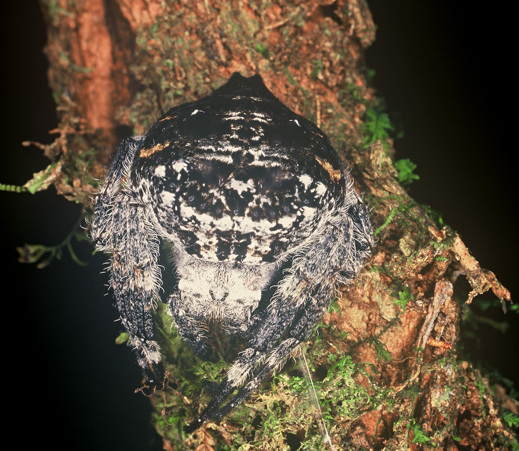 The Darwin's Bark Spider: Record-Breaking Web Builders (image credits: flickr)