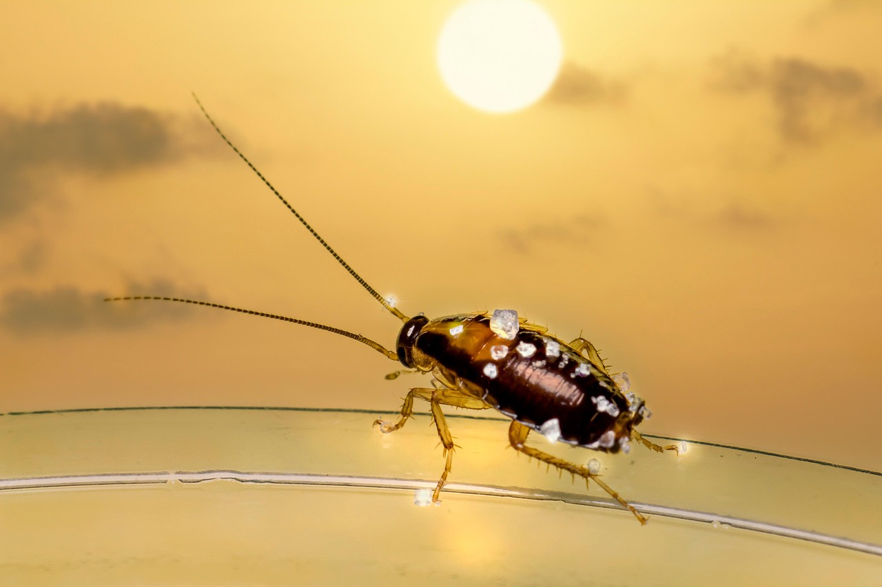 Meet the Diploptera Punctata: Nature's Unexpected Dairy Producer (image credits: pixabay)
