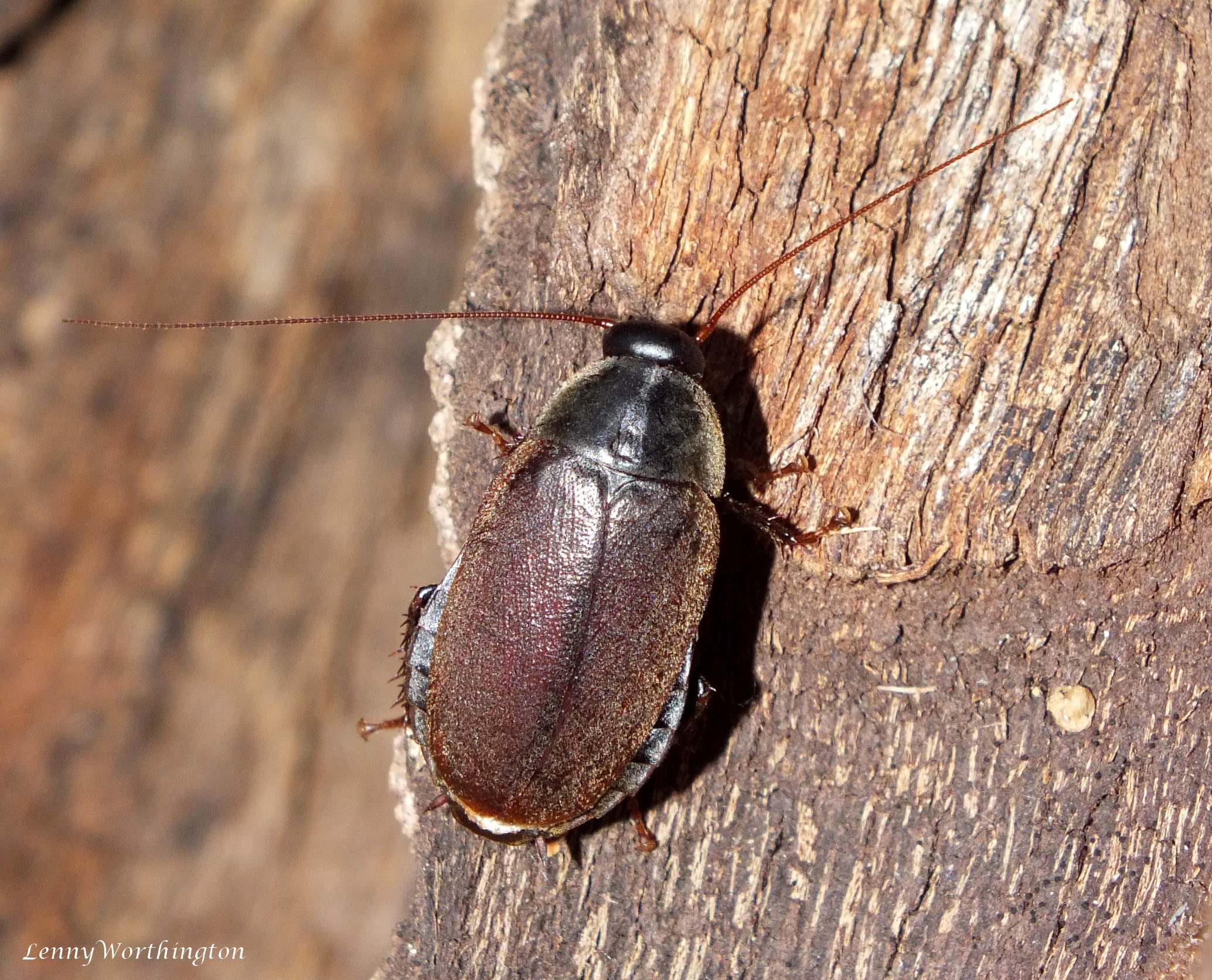 The Fat Content That Has Scientists Buzzing (image credits: wikimedia)