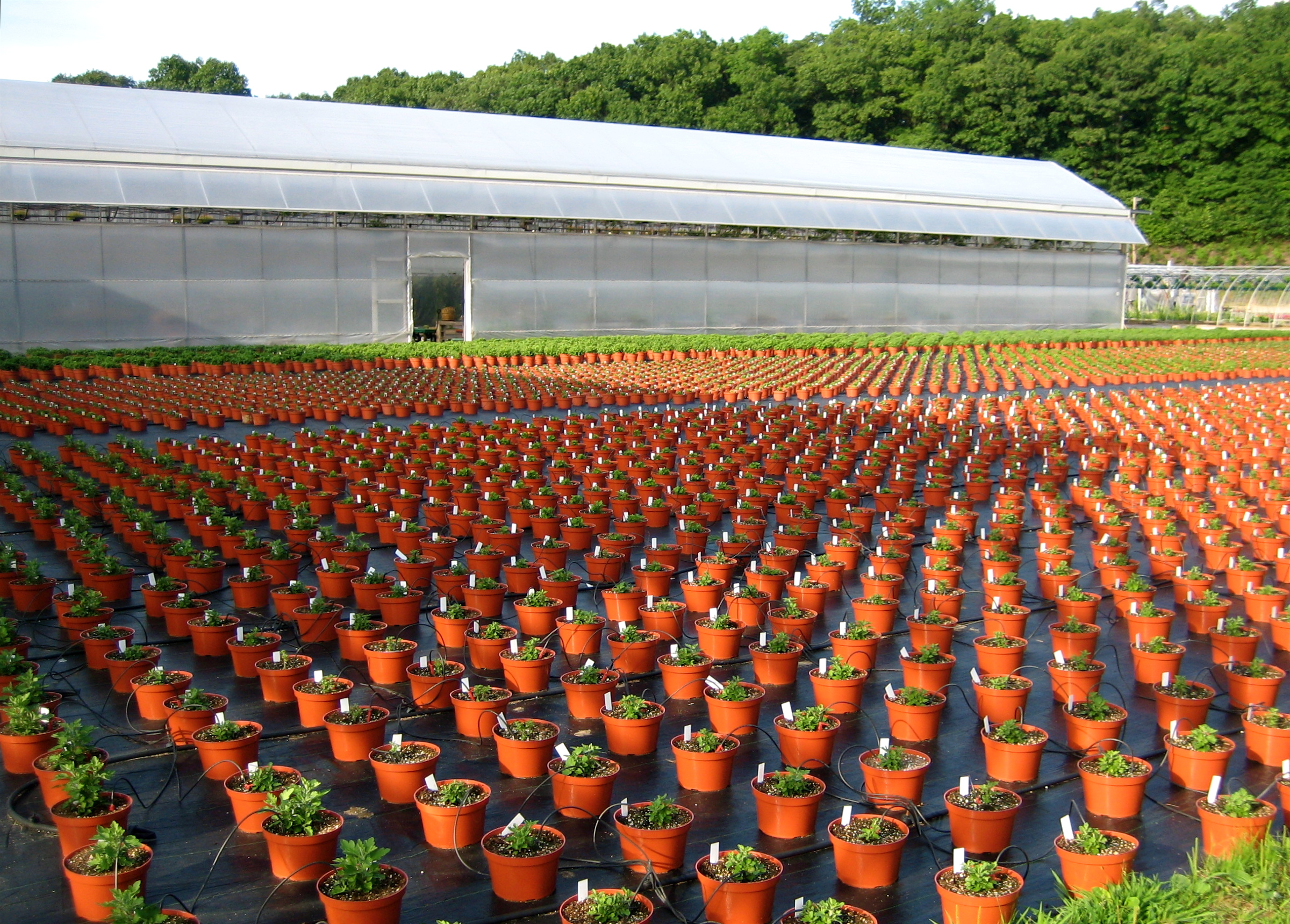 Nursery Plants: Green Gateways for Invasive Species (image credits: Flickr: chrysanthemums, CC BY 2.0, https://commons.wikimedia.org/w/index.php?curid=14735551)