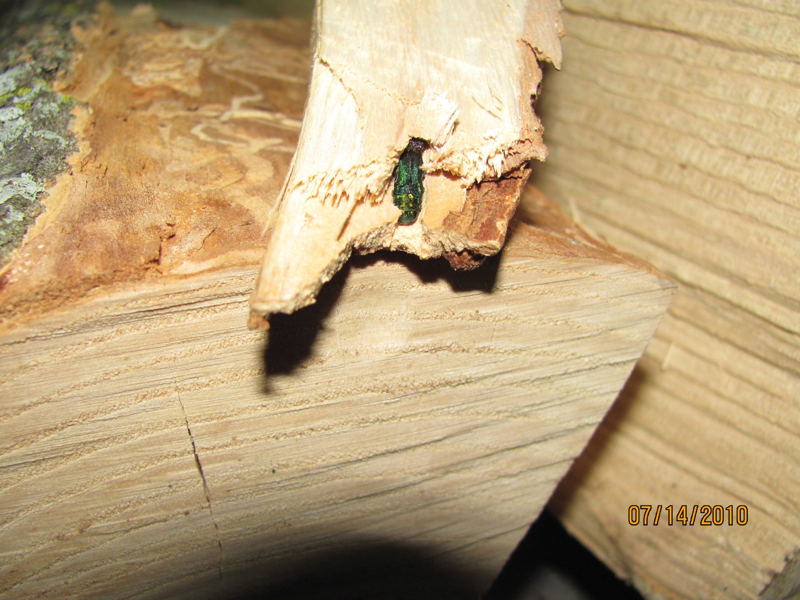 Economic Consequences: The Billion-Dollar Hitchhikers (image credits: Emerald Ash Borer in firewood, Public domain, https://commons.wikimedia.org/w/index.php?curid=68911889)