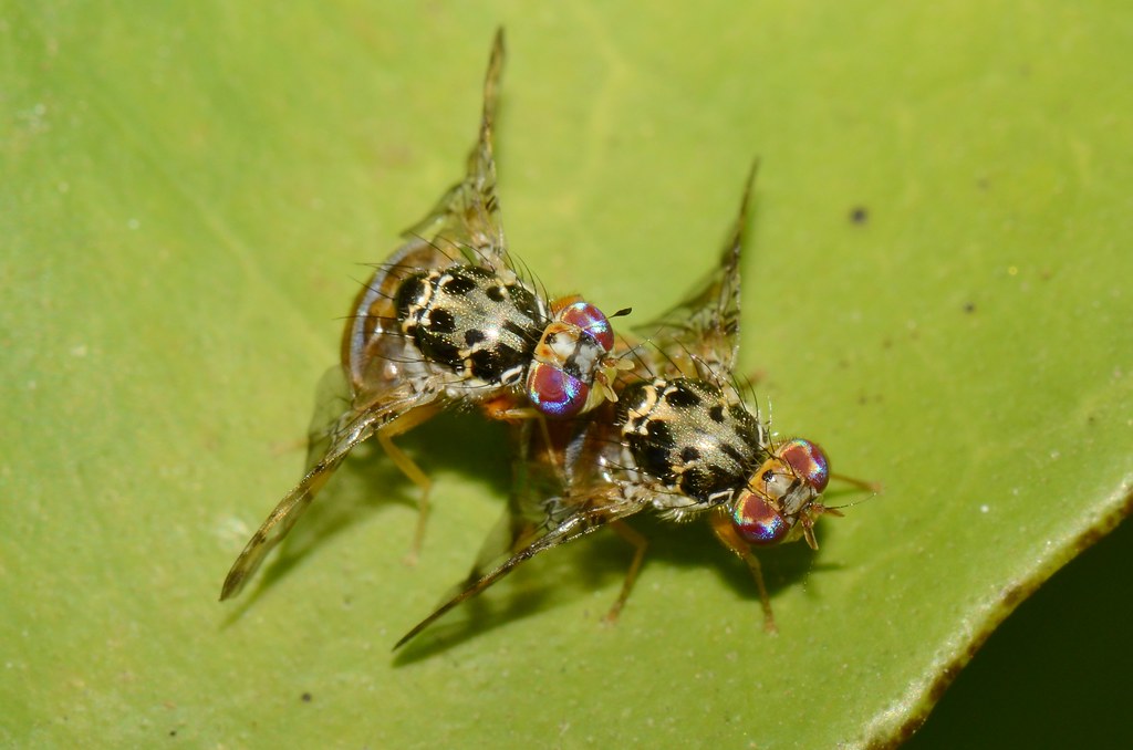Success Stories: Victories in the War Against Invasive Insects (image credits: flickr)