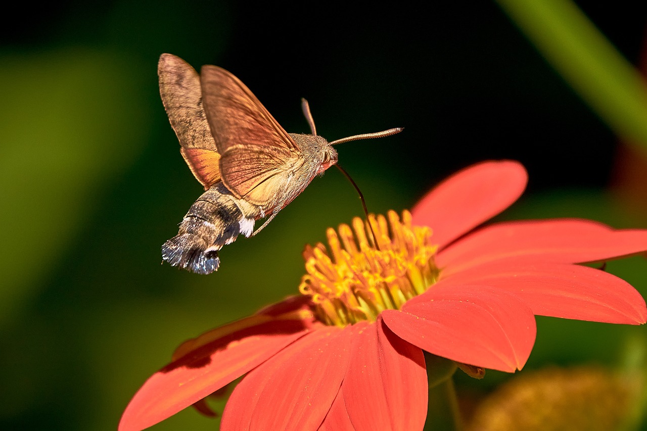 Emerging into a Race Against Time (image credits: pixabay)