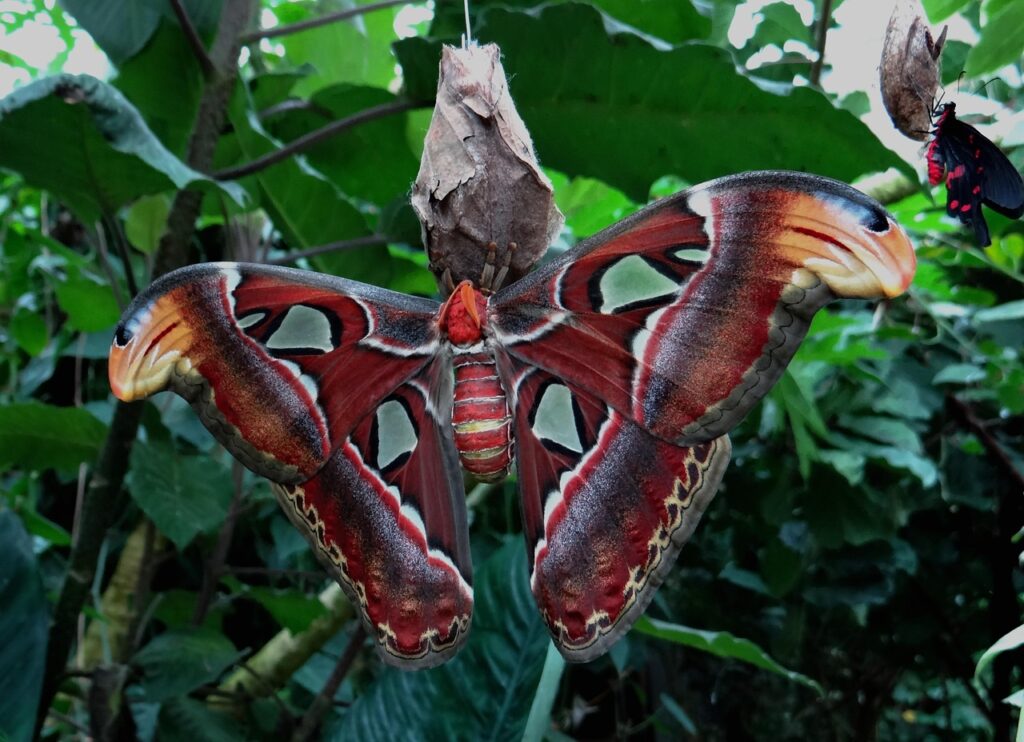 This Massive Moth May Look Terrifying, but It Doesn't Even Have a Mouth