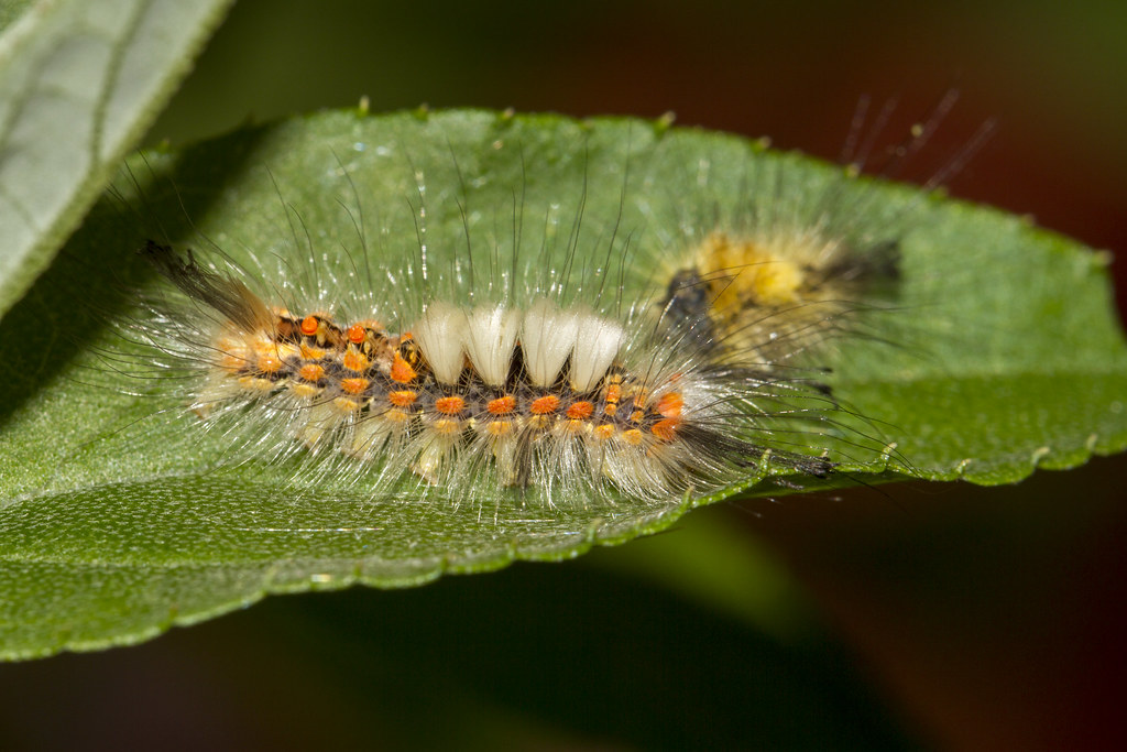 When Nature Breaks Its Own Rules (image credits: flickr)