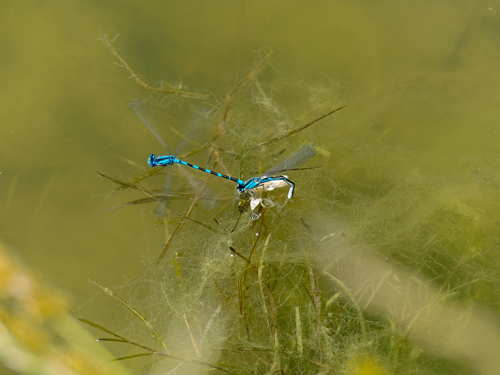 Aquatic Insects: Masters of Liquid Youth (image credits: flickr)