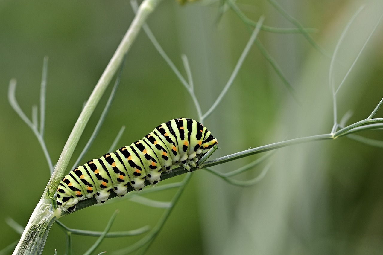 Reproduction Without Adulthood (image credits: pixabay)