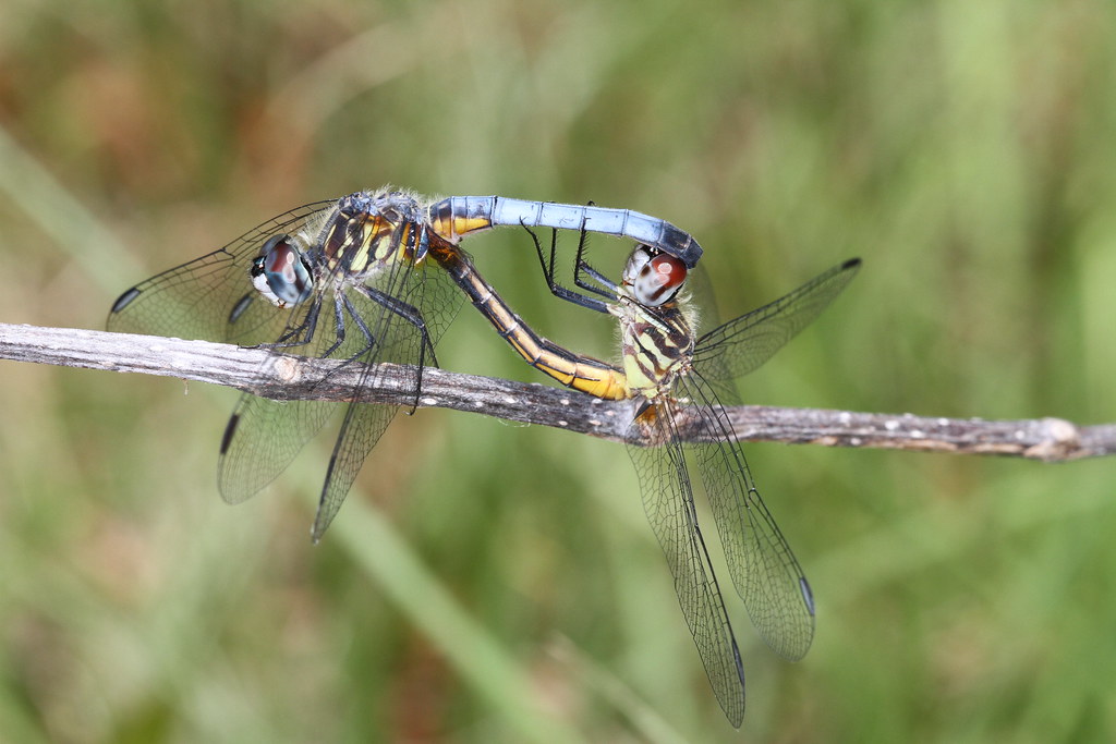 The Mating Dance (image credits: flickr)