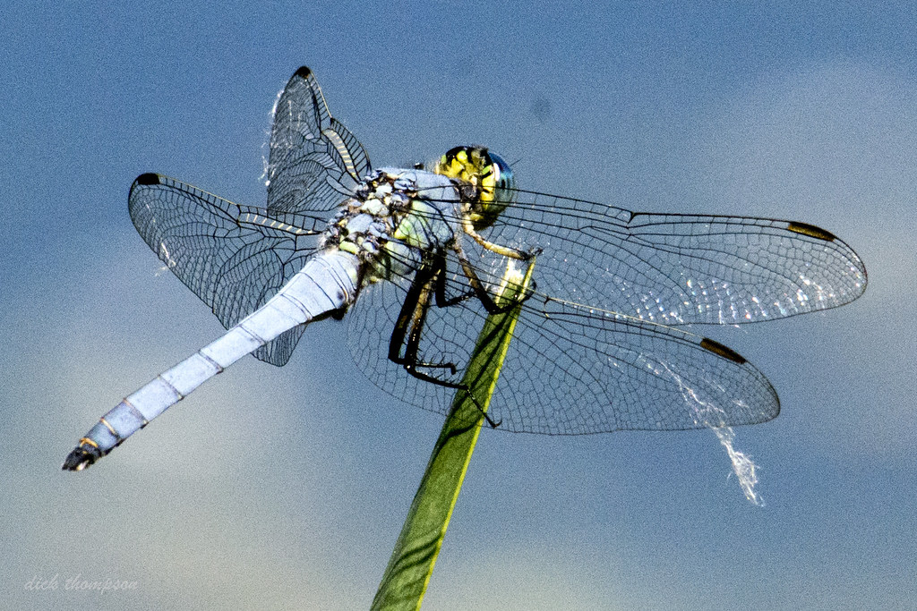 Speed Demons of the Insect World (image credits: flickr)