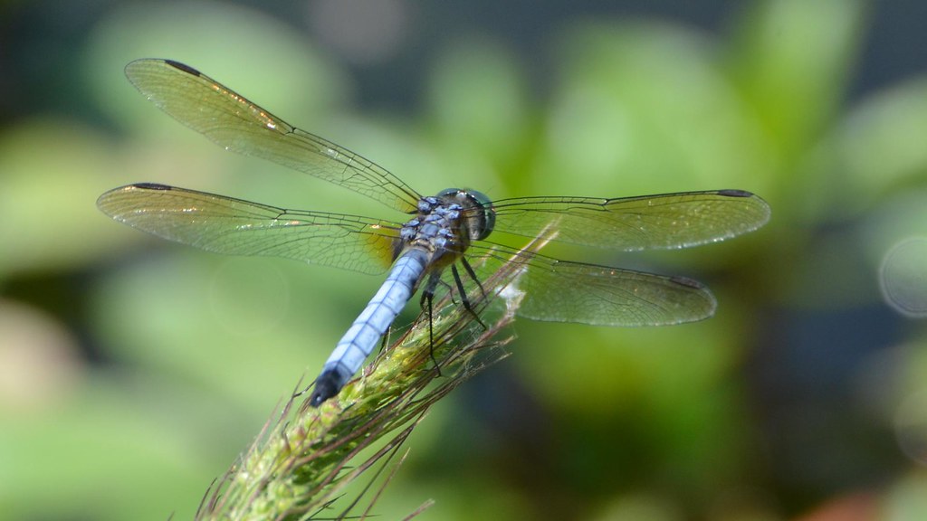 Ecosystem Engineers (image credits: flickr)