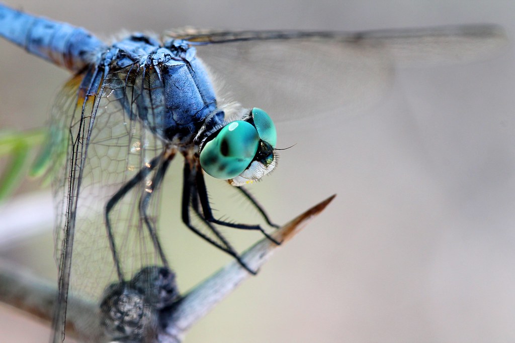 Urban Adaptation Success Story (image credits: flickr)