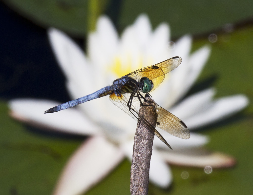 Conservation Champions (image credits: flickr)