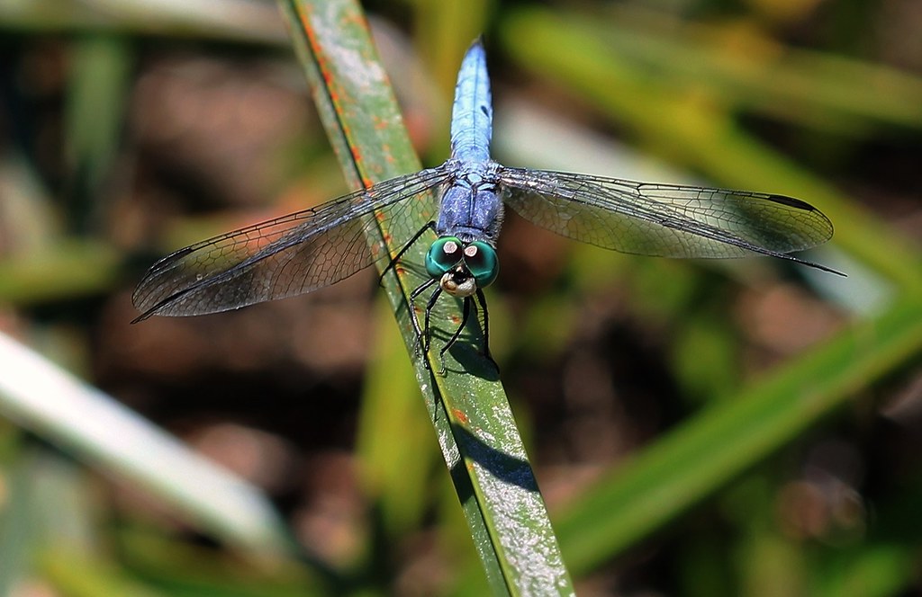 The Living Jewels Among Us (image credits: flickr)