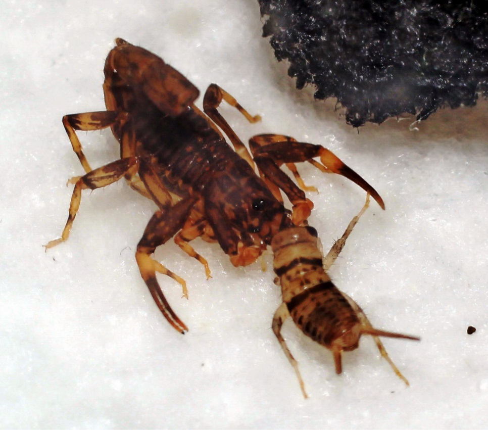 The Hairworm's Sinister Strategy (image credits: wikimedia)