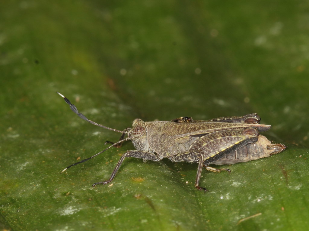 Inside the Cricket's Body: A Biological Takeover (image credits: flickr)