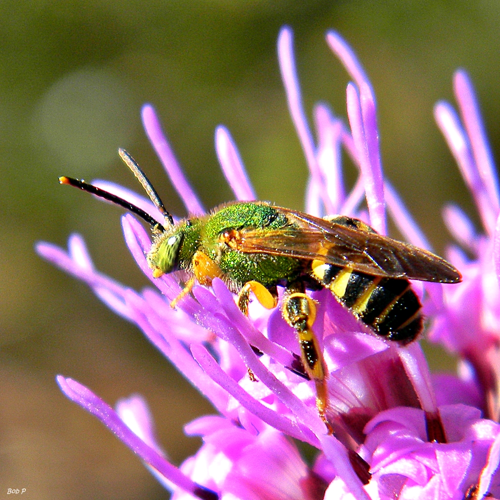 The Pollination Powerhouse (image credits: wikimedia)
