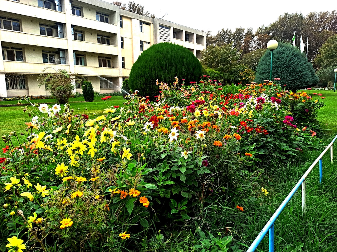 Creating Bee-Friendly Gardens (image credits: unsplash)