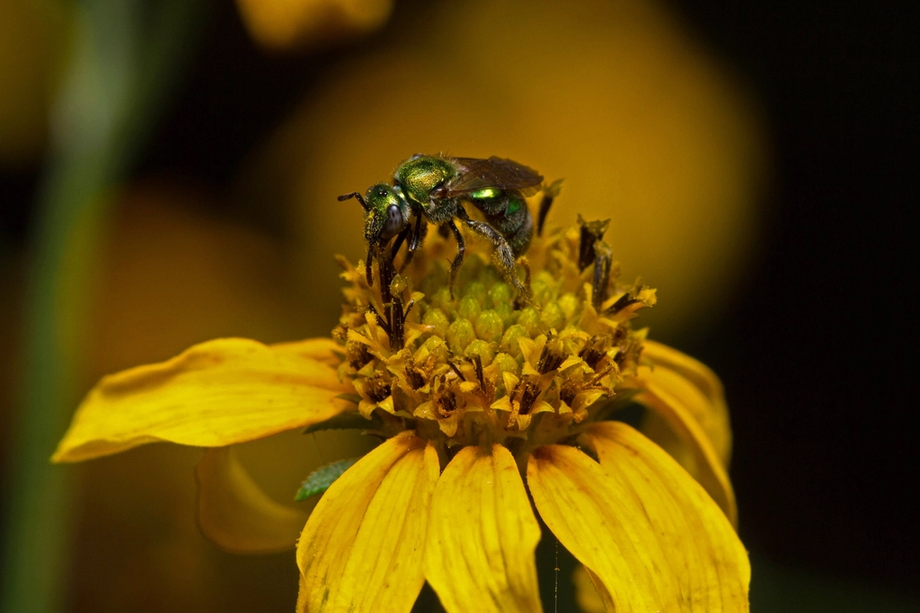 Photography and Observation Tips (image credits: rawpixel)