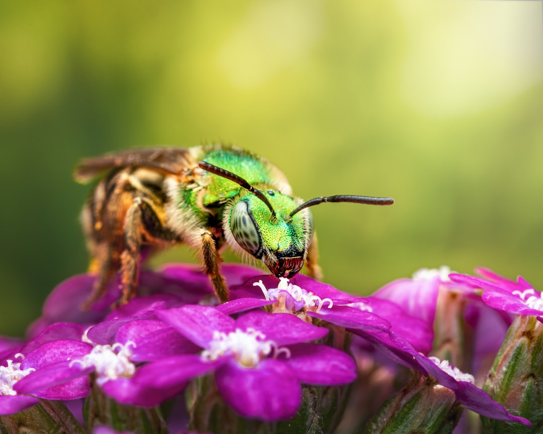 Future Outlook and Conservation Action (image credits: unsplash)