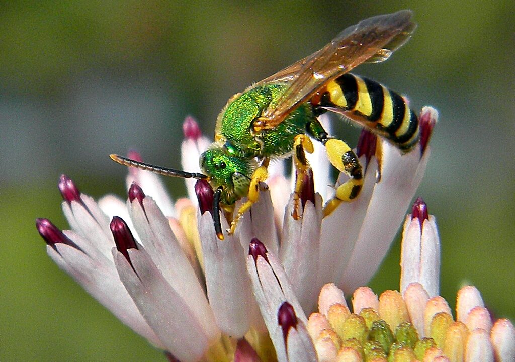 Florida's Metallic Green Sweat Bee: A Shimmering Garden Ally