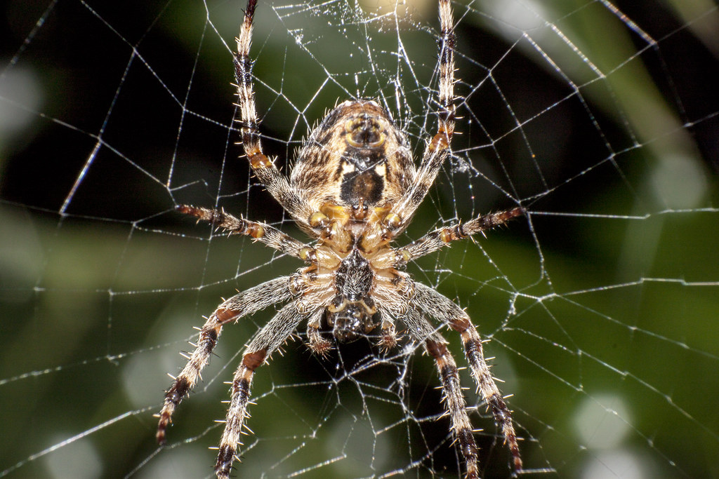 Understanding Your Brain on Insect Alert (image credits: flickr)