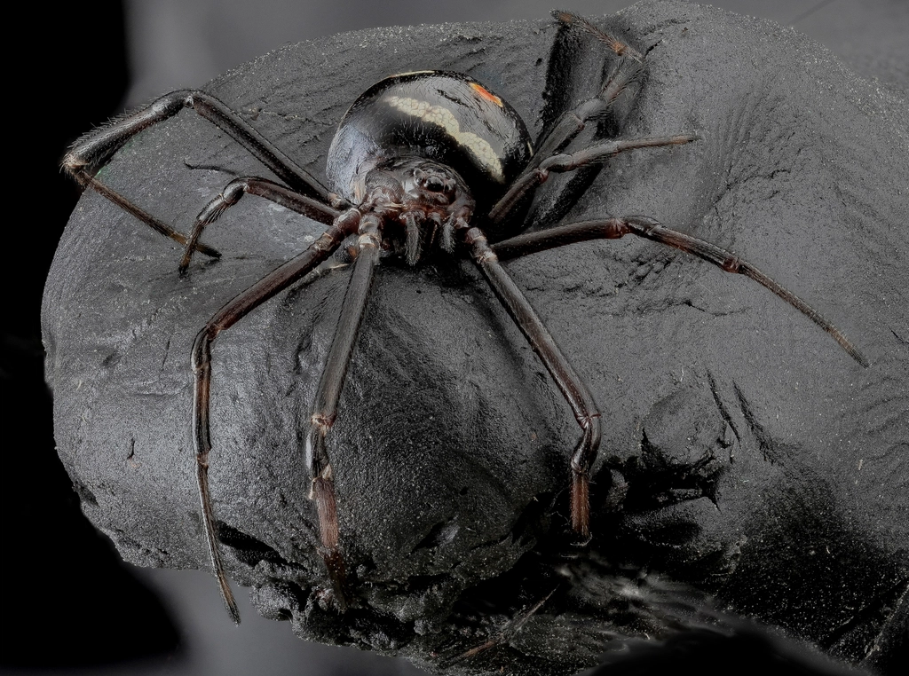Why Some People Are Terrified of Insects (and How to Get Over It)
