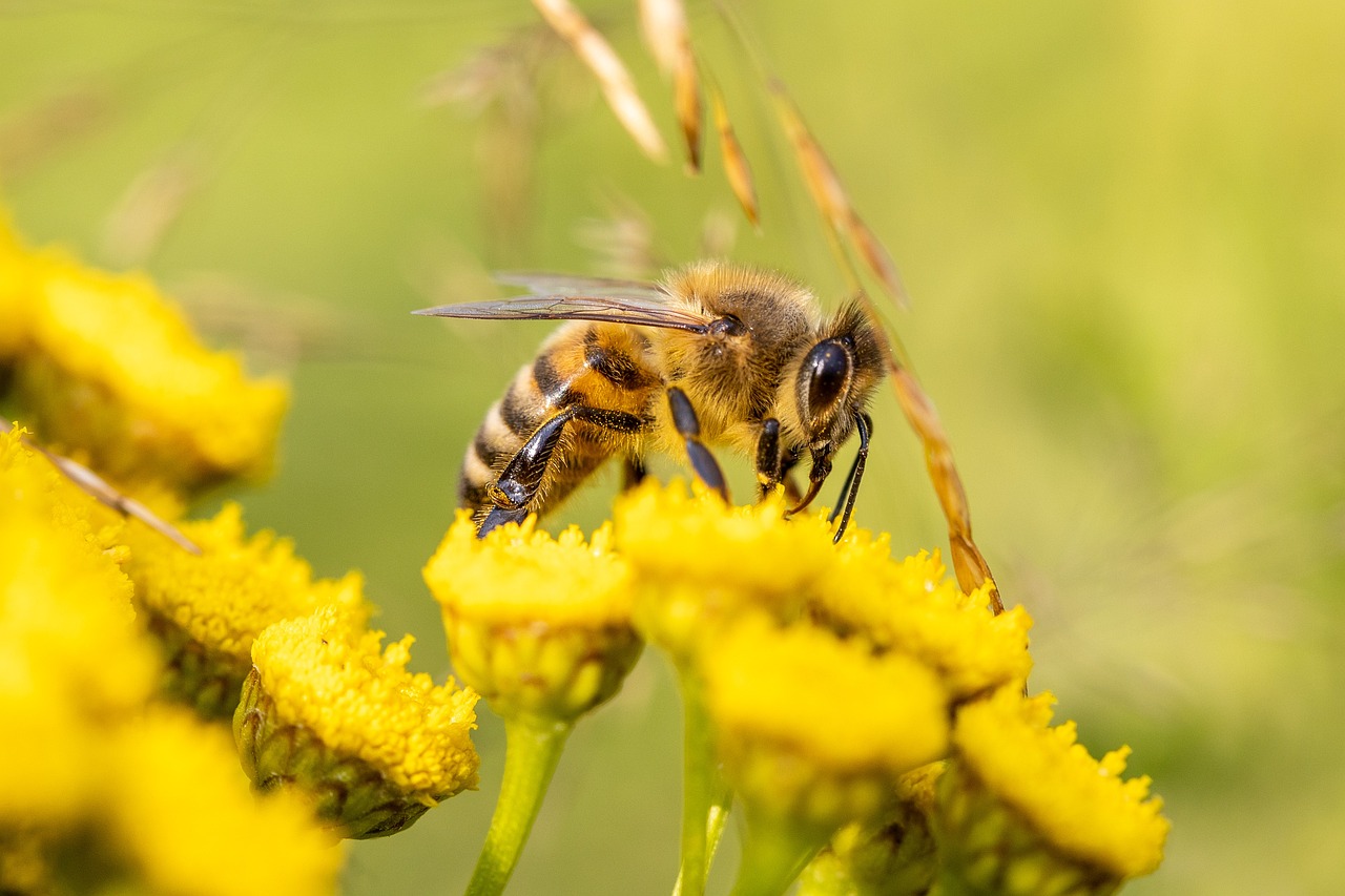 The Honeybee: Master Navigator and Communicator (image credits: pixabay)