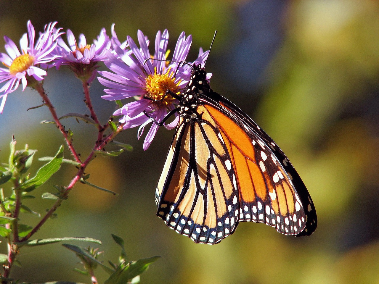 The Monarch Butterfly: GPS Migration Marvel (image credits: pixabay)