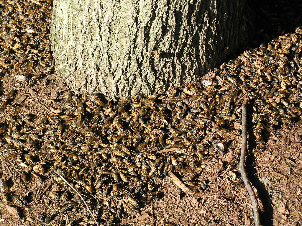 Overwhelming the Food Chain (image credits: flickr)