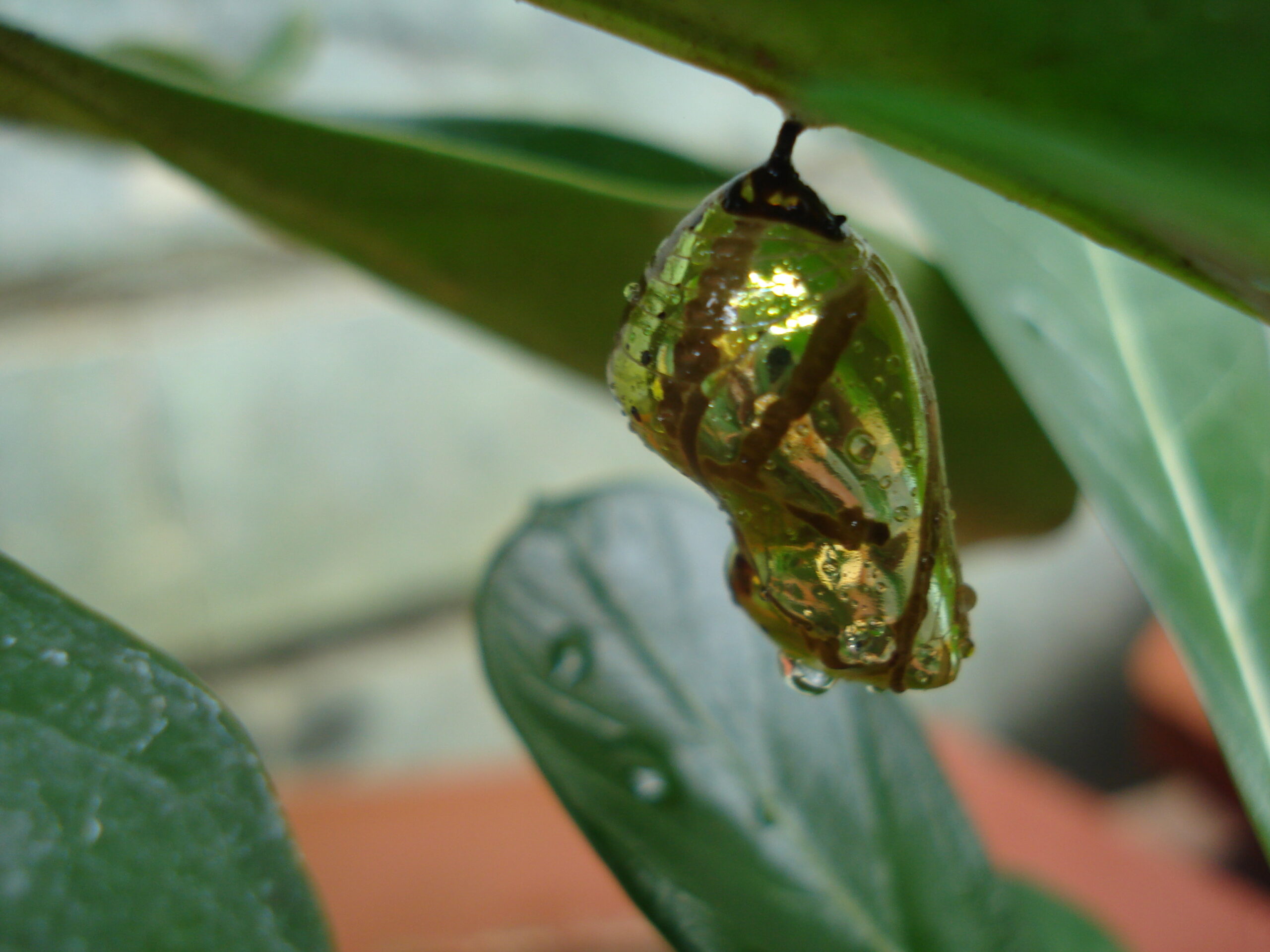 The Pupae Prison Problem (image credits: Transferred from ml.wikipedia to Commons by Sreejithk2000 using CommonsHelper., CC BY-SA 3.0, https://commons.wikimedia.org/w/index.php?curid=12474421)