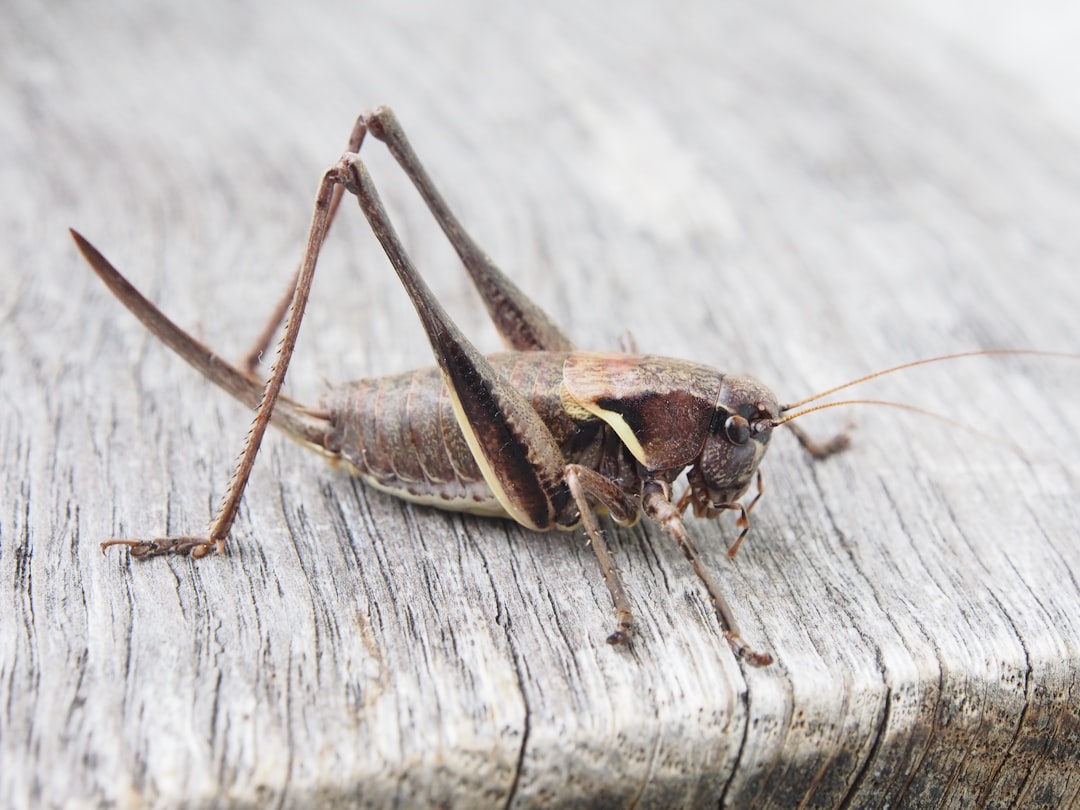 The Cricket's Knee-Deep Secret (image credits: unsplash)