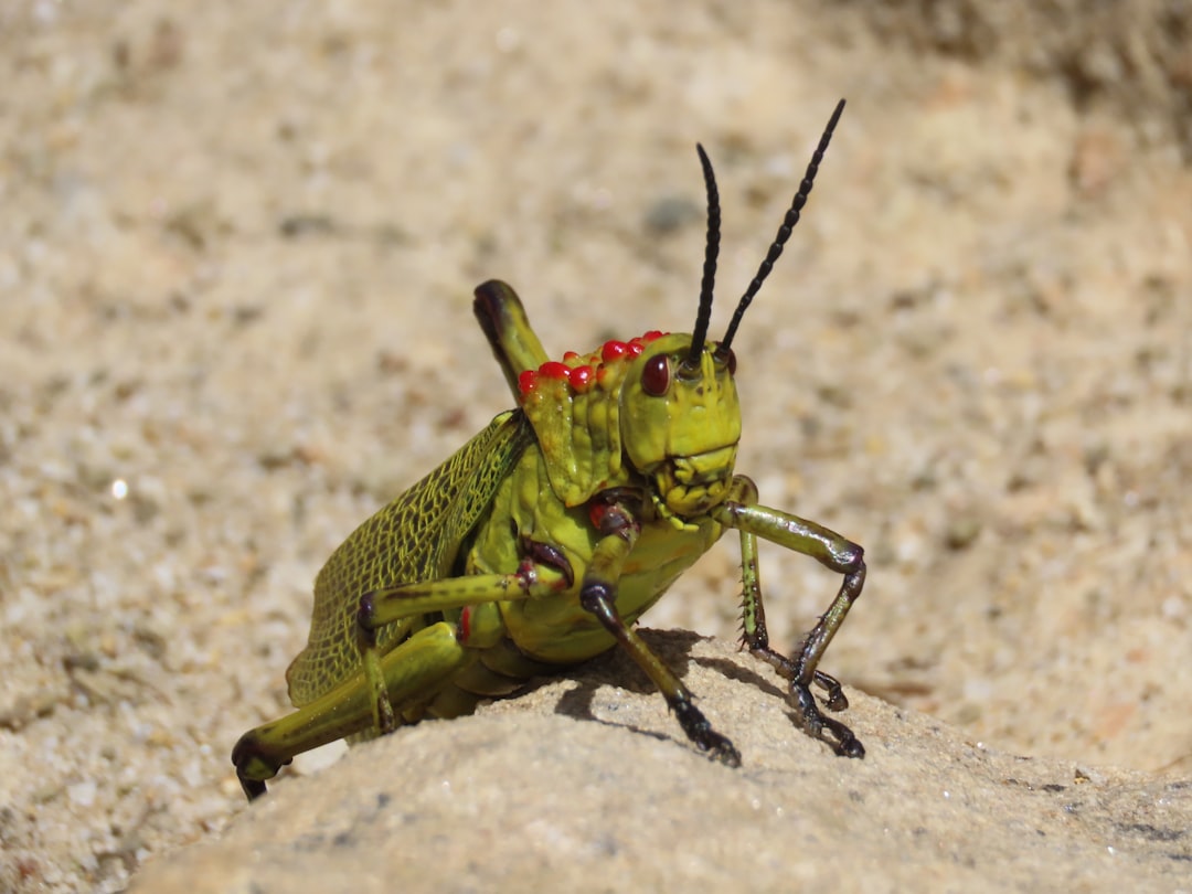 Grasshoppers and Their Belly Button Listeners (image credits: unsplash)