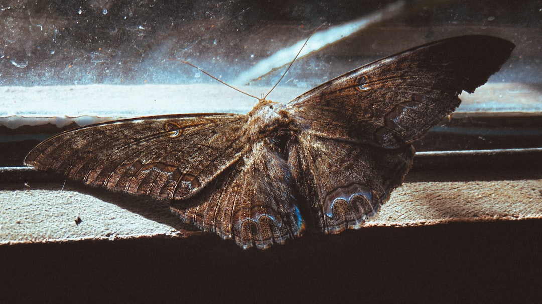 Moths: The Ultimate Bat Radar Detectors (image credits: unsplash)