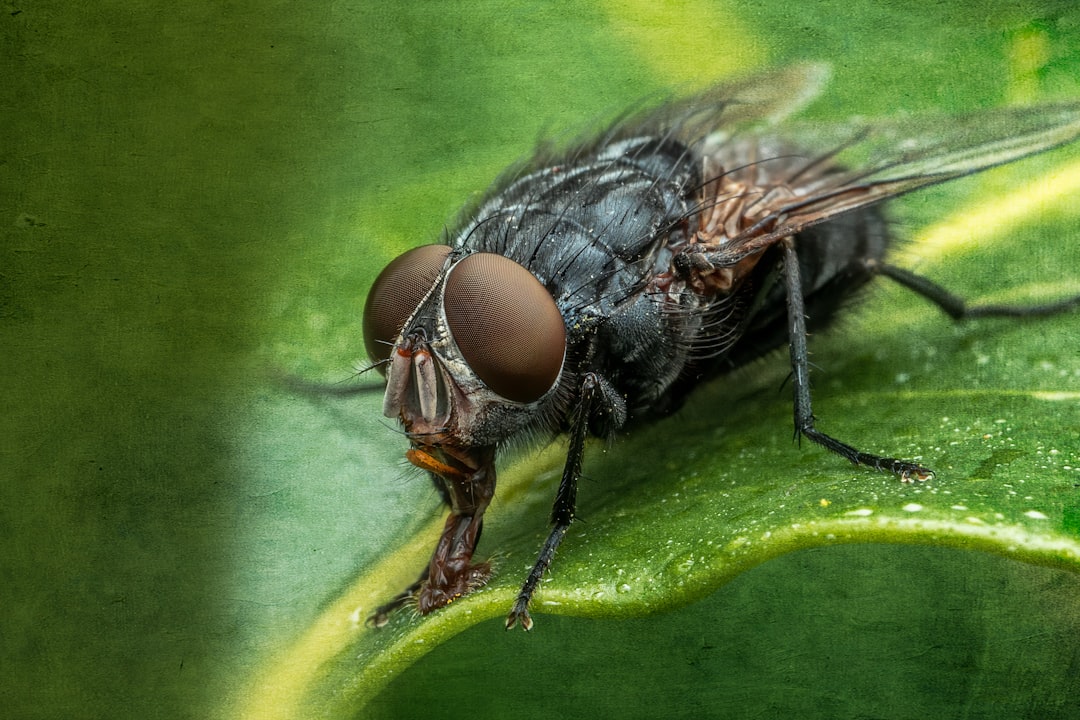 Flies: Hearing Through Microscopic Membranes (image credits: unsplash)