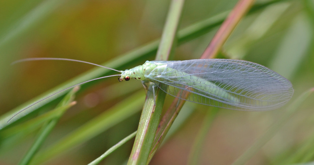 Lacewings and Their Wing-Based Sonar (image credits: flickr)