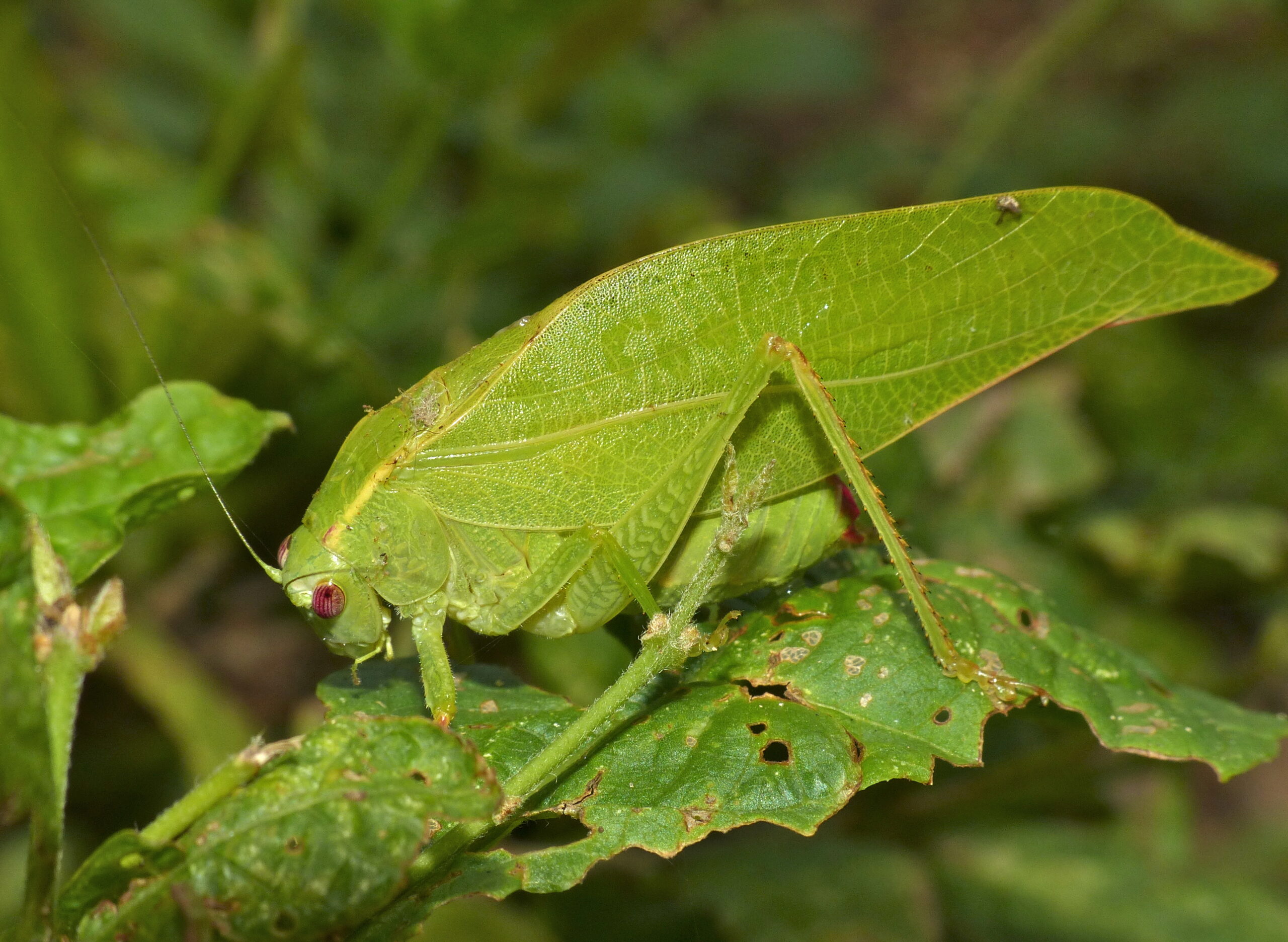 Katydids: The Sound Sculptors (image credits: wikimedia)