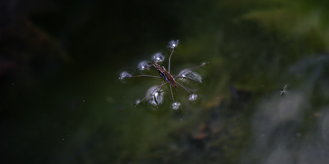 Water Striders: Ripple Readers Extraordinaire (image credits: unsplash)
