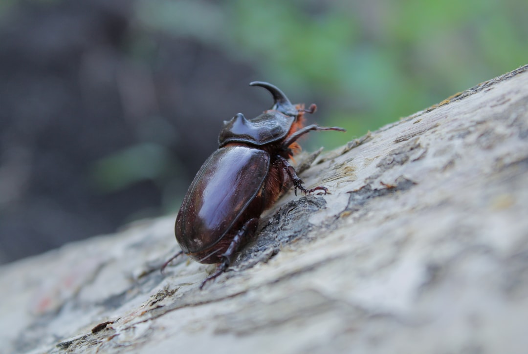 Beetles: Diverse Acoustic Strategies (image credits: unsplash)
