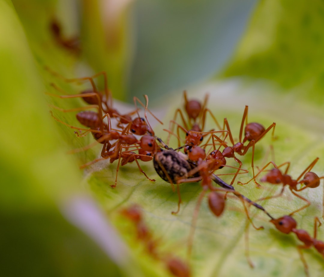 Ants: The Collective Listeners (image credits: unsplash)